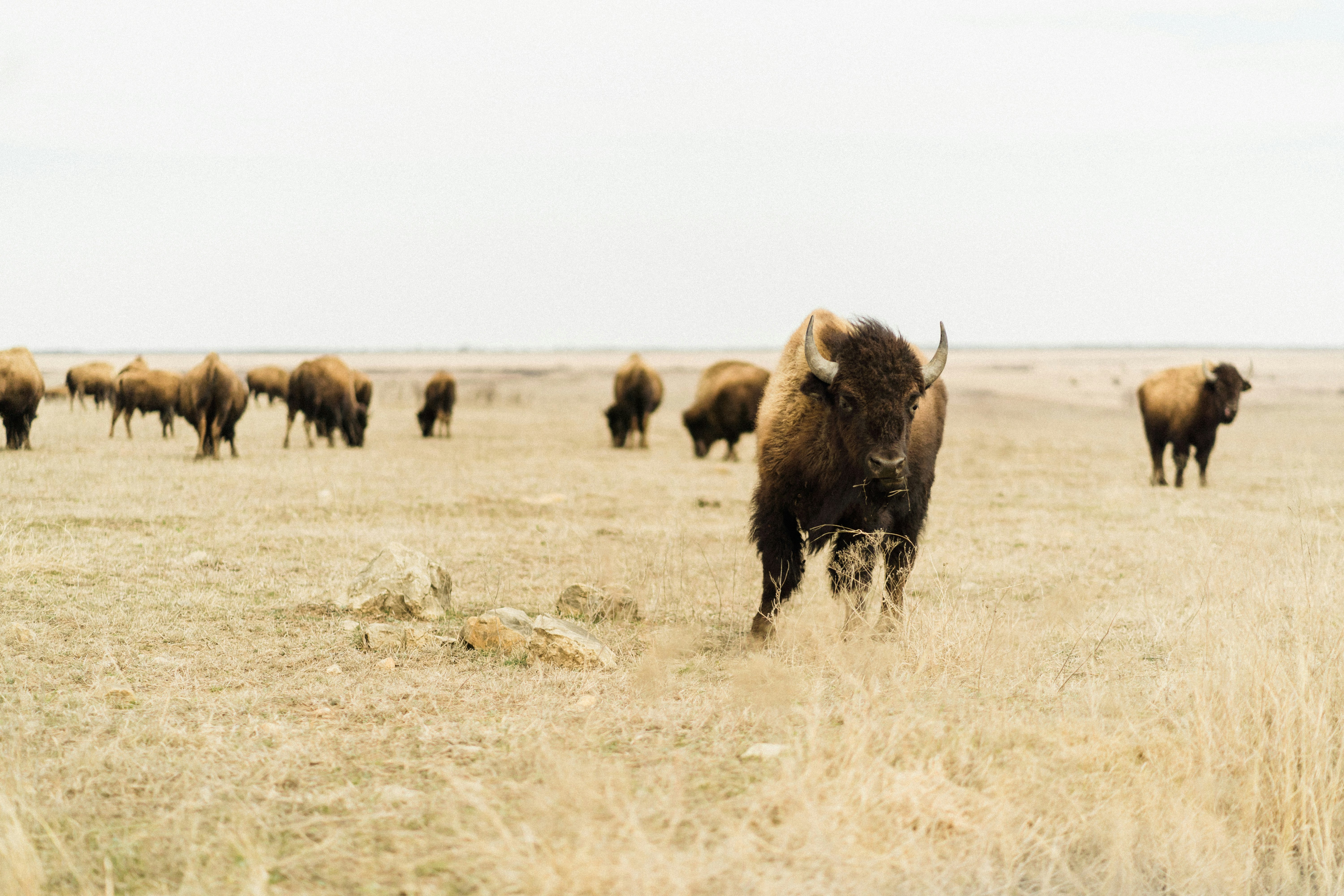 black bison on brown grass field during daytime